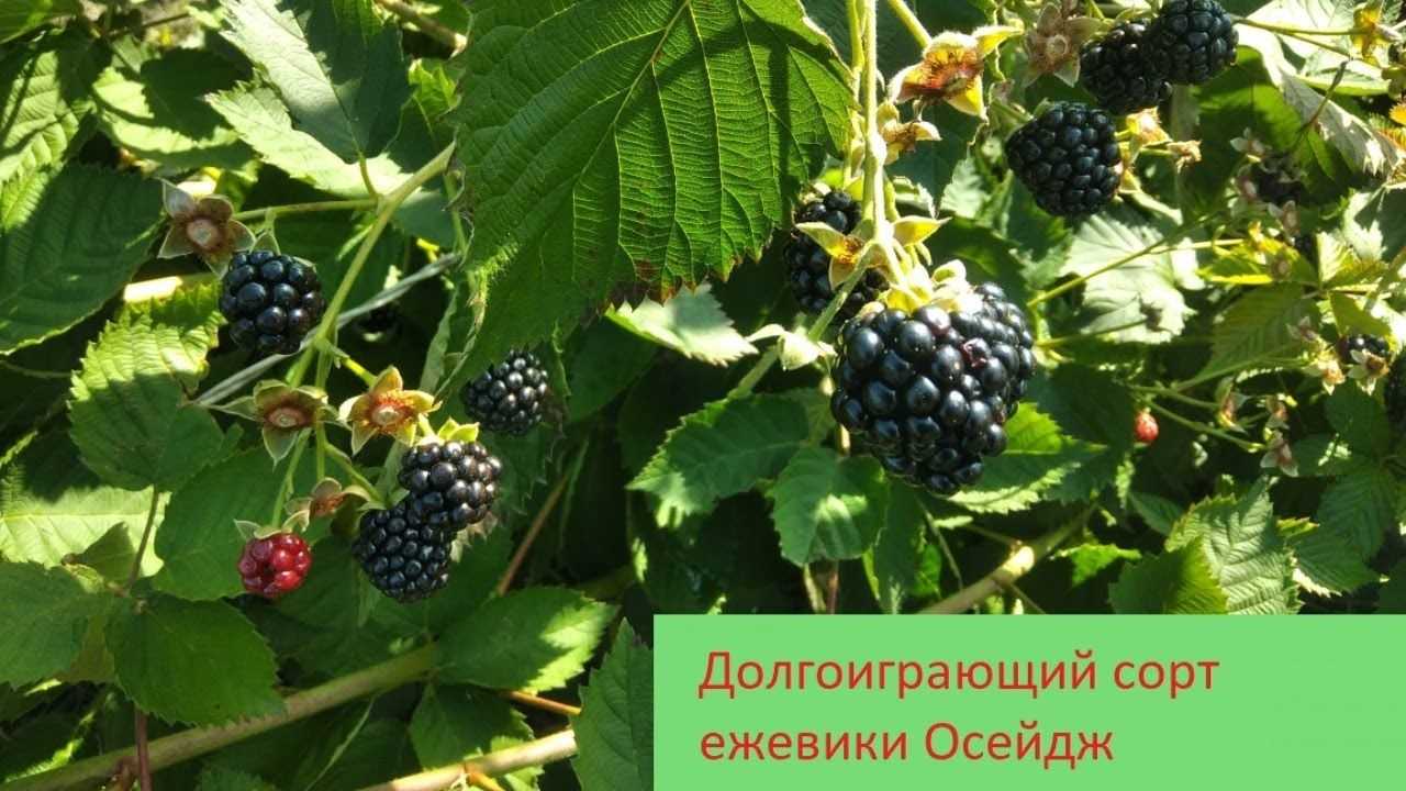 Ежевика натчез: описание сорта, характеристика, фото и отзывы