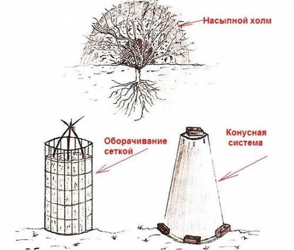 Ракитник: выращивание в саду, виды и сорта
