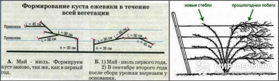 Ежевика торнфри: описание сорта, выращивание и уход, формирование куста