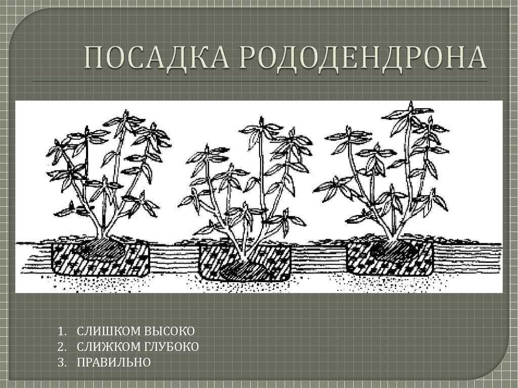 Самые красивые и устойчивые виды и сорта рододендронов для вашего сада