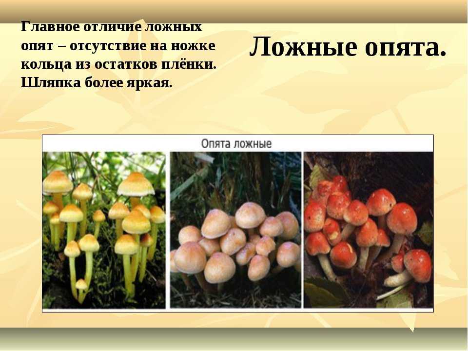 Опята: летние, осенние, зимние и прочие