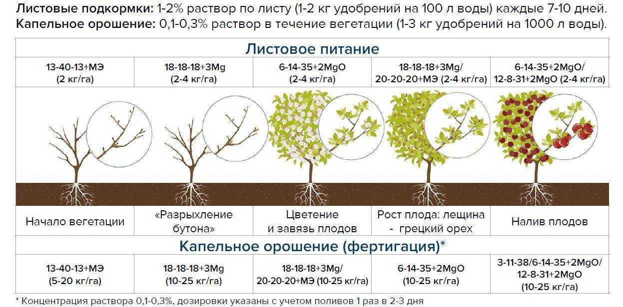 Когда и как посадить жимолость съедобную: схемы, сроки, правила