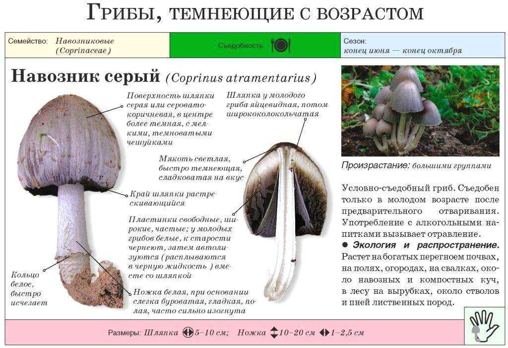 Гриб навозник (копринус): описание 6 видов с фото