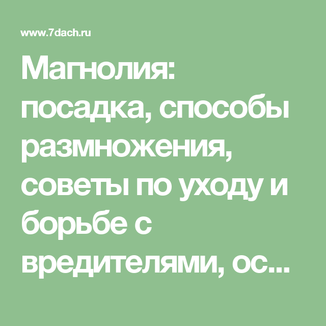Как я выращиваю магнолии из семян. в домашних условиях. пошаговое описание. фото — ботаничка