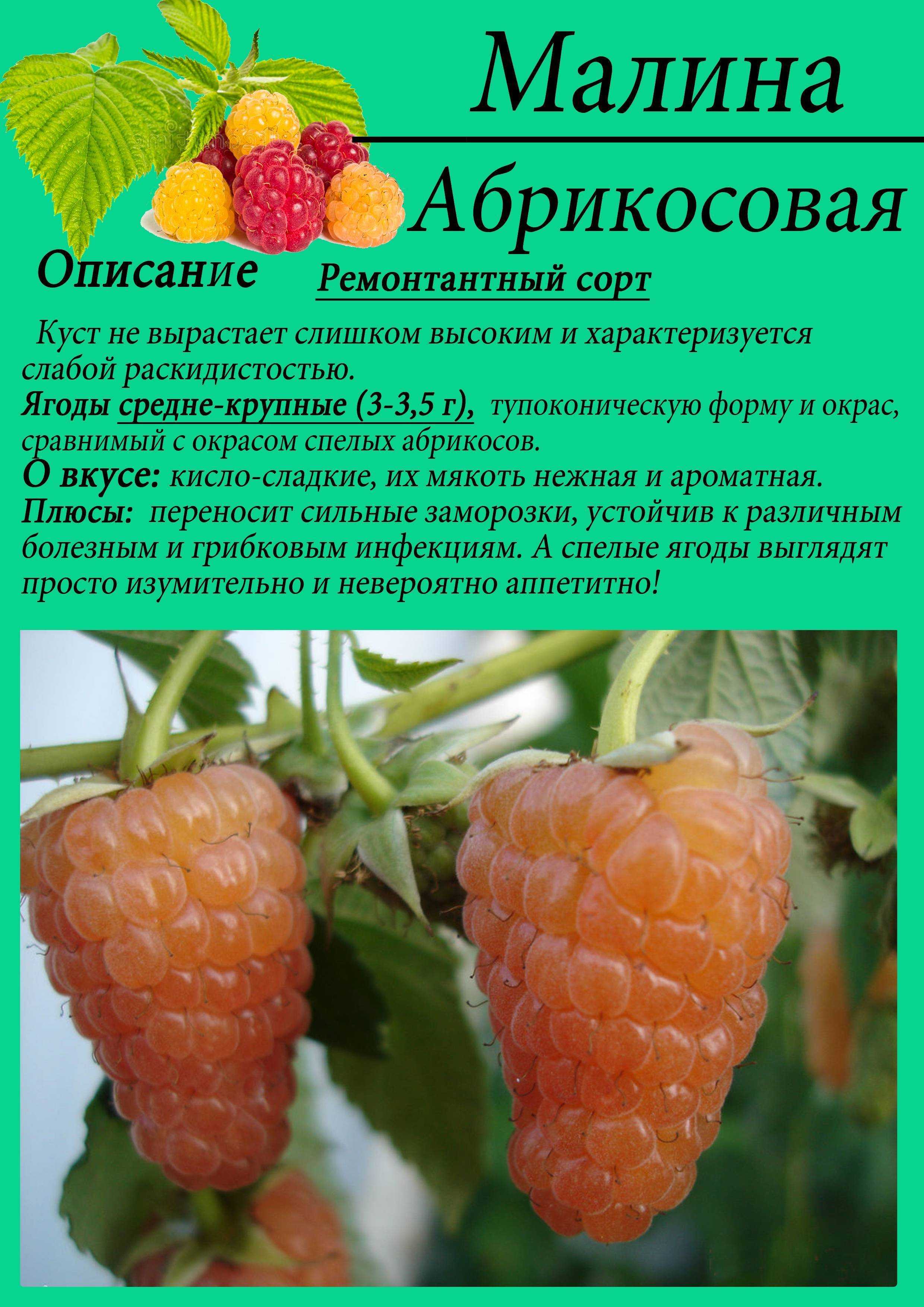 Малина туламин: описание сорта, фото, отзывы, технология посадки и ухода