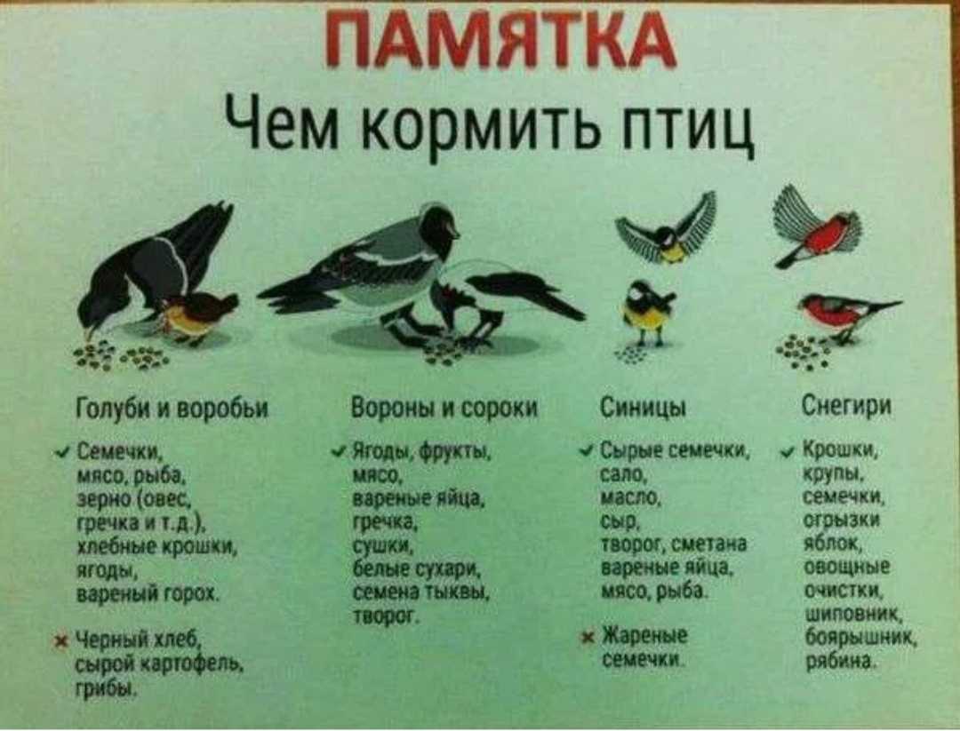 Пшено птицам: можно класть в кормушку или крупа - вредный продукт