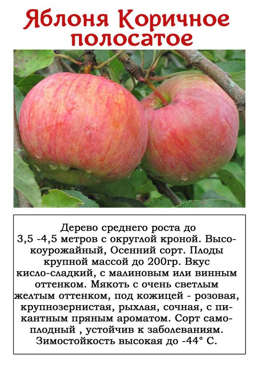 Колоновидная яблоня: сорта, уход и выращивание (фото)