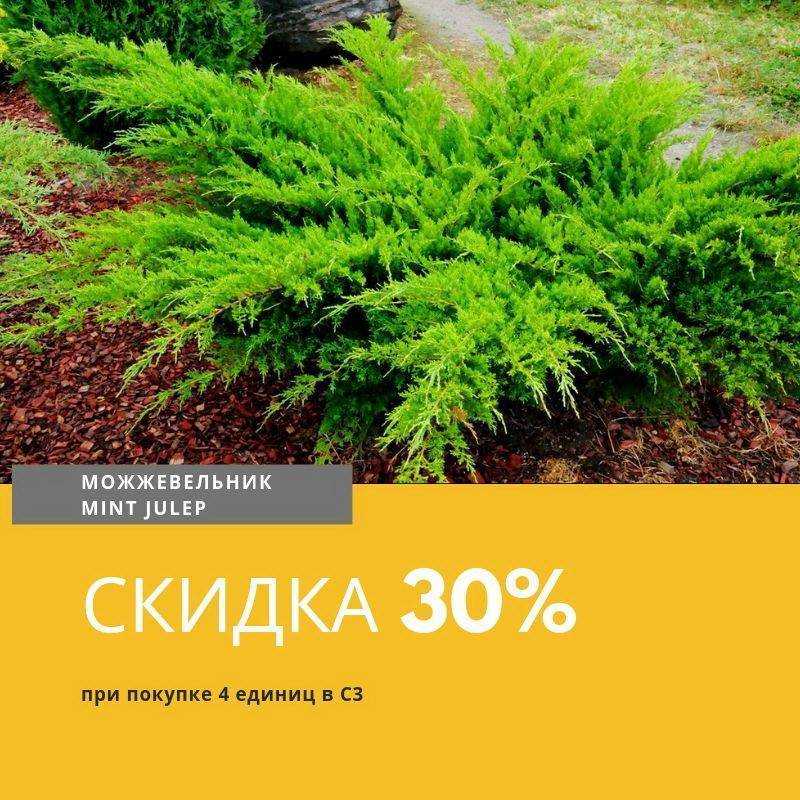 Можжевельник "минт джулеп": описание, посадка и уход, фото в ландшафтном дизайне