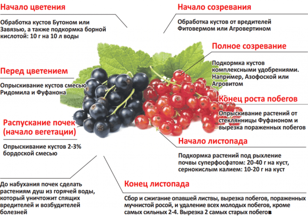 Как ухаживать за жимолостью осенью - правильный подход к работе