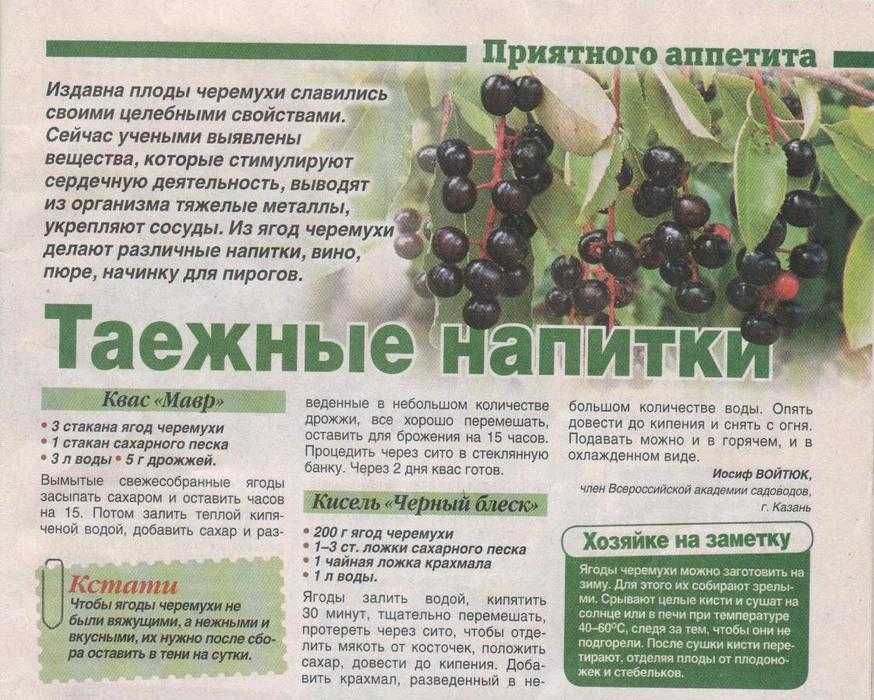 Мука черемуховая: как сделать и что из нее приготовить