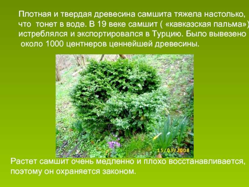 Самшит