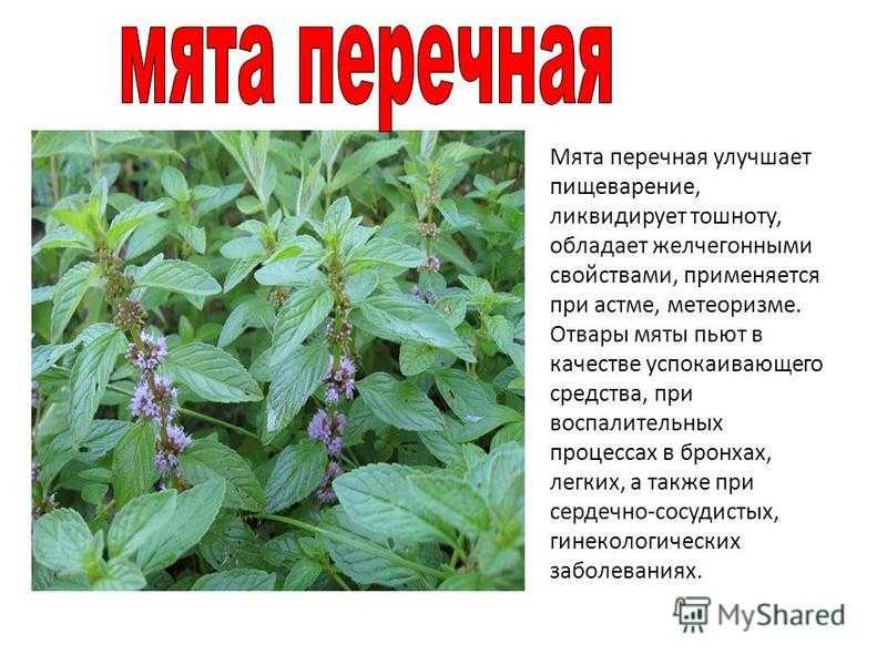 Мята трава лечебные свойства, изучение пользы и вреда