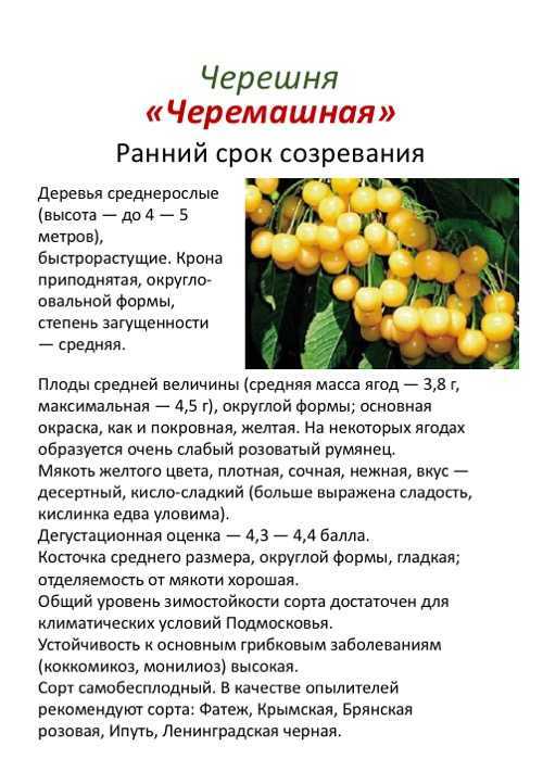 Черешня брянская розовая