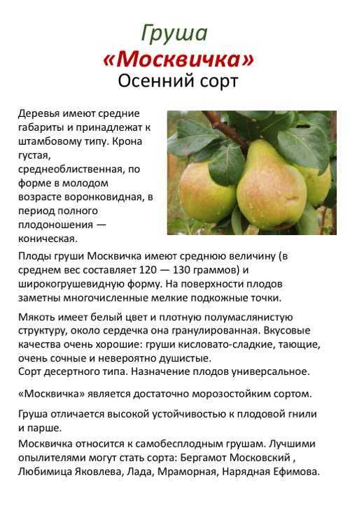 Груша ефимова нарядная: описание сорта, особенности ухода