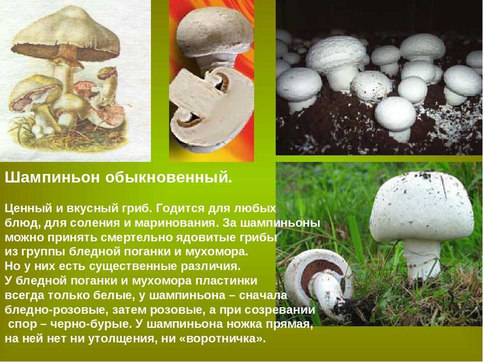 Шампиньон желтокожий или рыжеющий (agaricus xanthodermus): фото, описание и как отличить ядовитый гриб