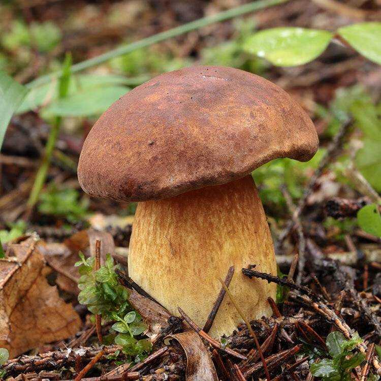 Мицена чистая (mycena pura): фото, описание и действие яда гриба
