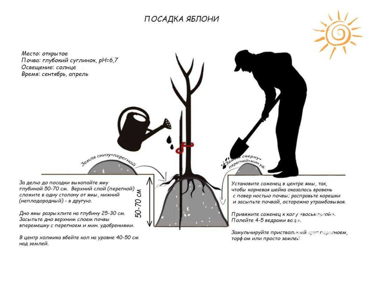 Посадка яблони осенью. как и когда правильно сажать, информация от профессионалов