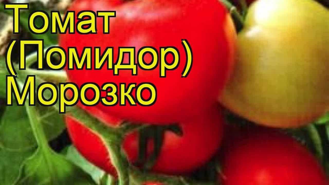Томат морозко f1: отзывы, фото