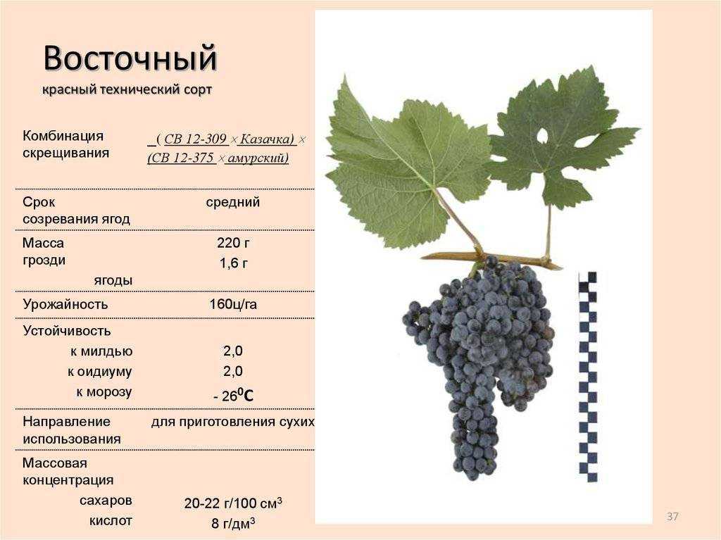 Виноград каберне: описание сорта и его разновидности