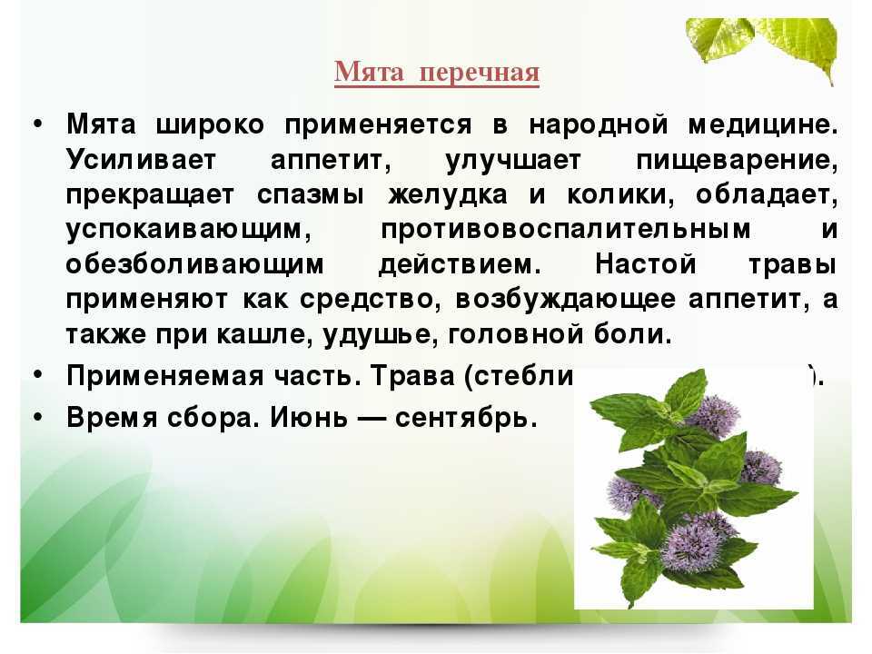 Мята🌿 14 лечебных свойств, польза и вред травы при заболеваниях
