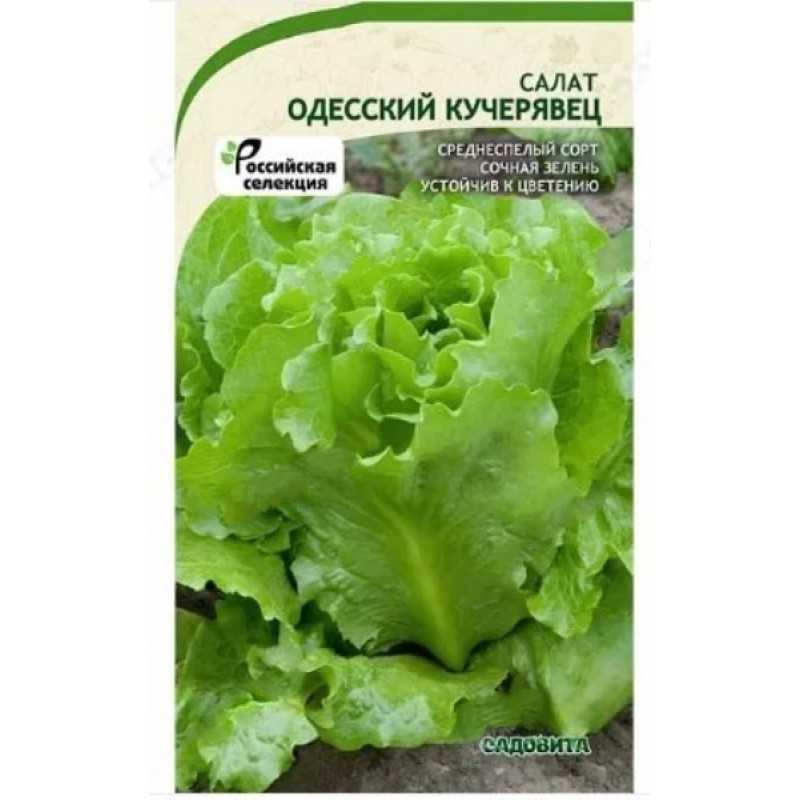 Салат Кучерявец одесский: описание, достоинства и недостатки Правила выращивания в открытом грунте Полезные свойства культуры, ее применение, отзывы