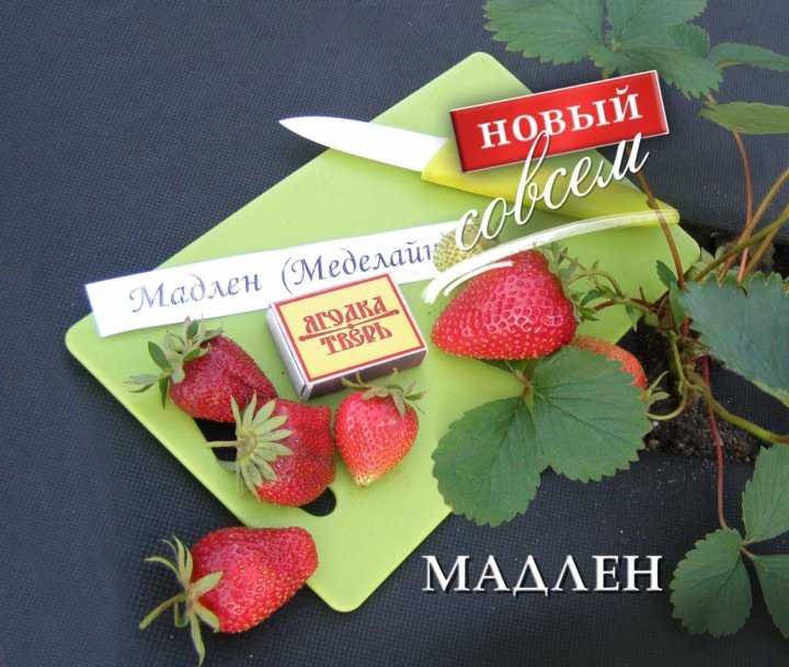 Клубника нсд: отличия от обычных сортов, особенности ухода