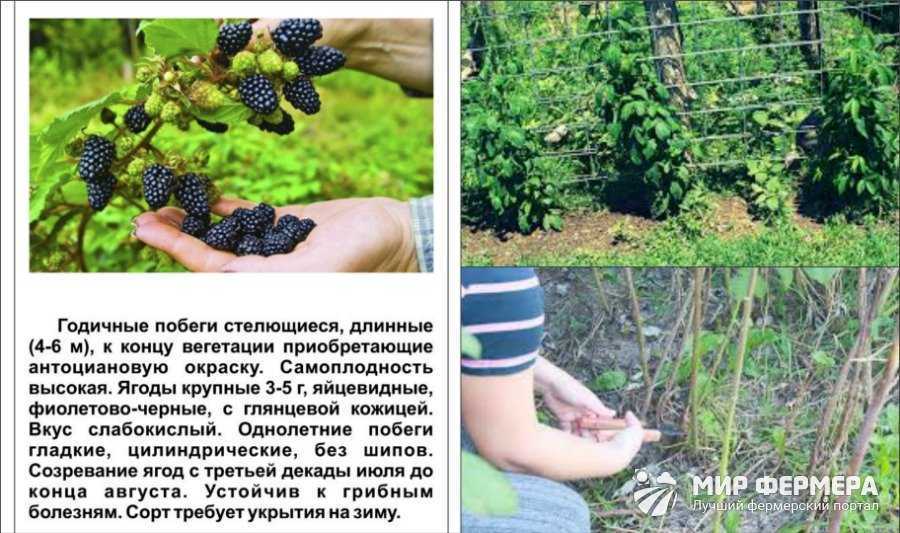 Чем подкормить ежевику осенью и во время плодоношения