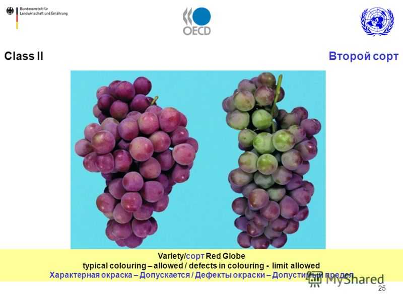 ᐉ виноград ред глоуб - виноград - roza-zanoza.ru