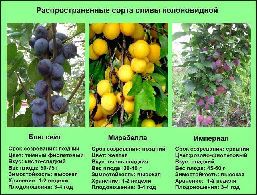 Алыча: посадка и уход, обрезка, прививка, описание сортов, фото, болезни, вредители