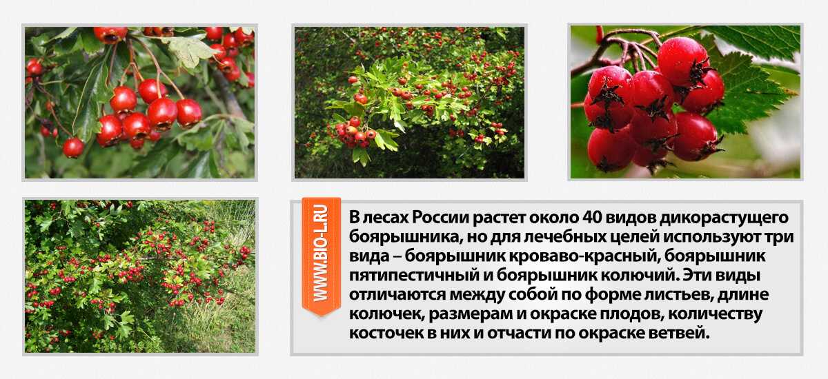 Боярышник: выращивание и уход на участке в саду, как, где и когда сажать