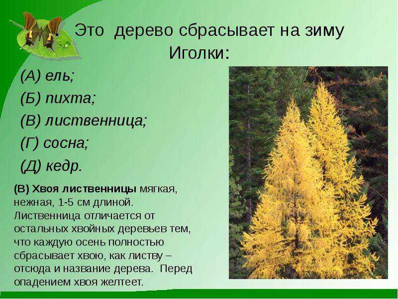 Сбрасывает ли лиственница на зиму листву. правда, что хвойные деревья сбрасывают на зиму иголки? почему хвойные деревья не замерзают зимой