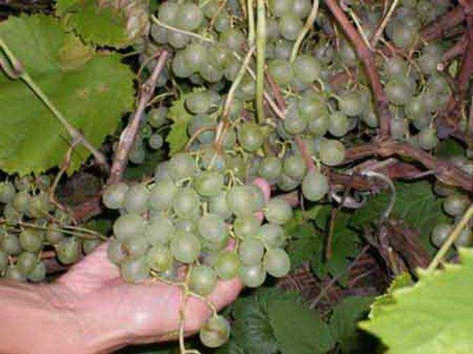 Виноград краса севера: описание сорта, выращивание