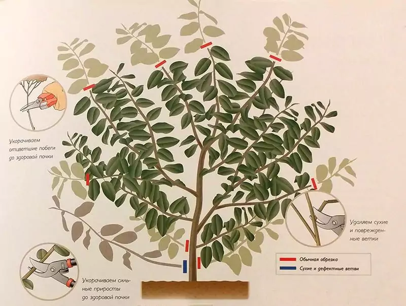 Обрезка калины бульденеж осенью