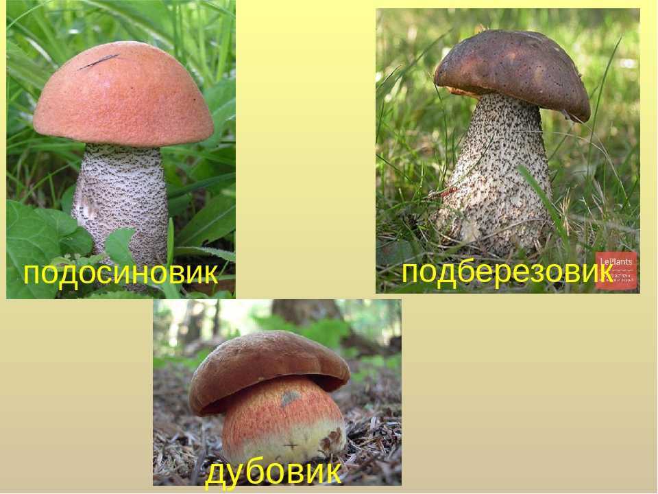 Подосиновик фото и описание, ложный подосиновик.