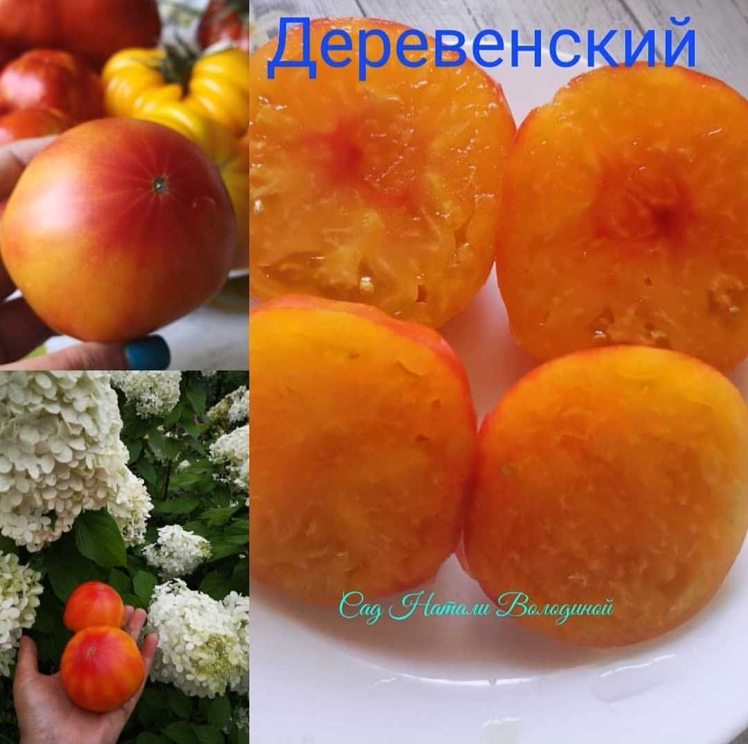 Помидор колхозный урожайный: фото кустов и выращенных томатов, отзывы фермеров со стажем, плюсы и минусы сорта