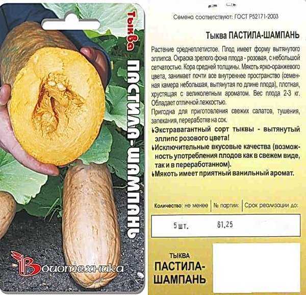 Тыква Пастила Шампань: сортовые характеристики, внешнее описание куста и плодов, иммунитет к инфекции и вредителям Особенности выращивания, урожайность, способ хранения плодов