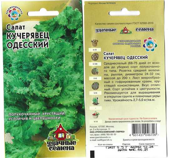 Салат кучерявец одесский польза и вред