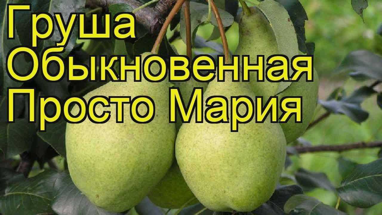 Груша "просто мария": описание сорта, фото, отзывы