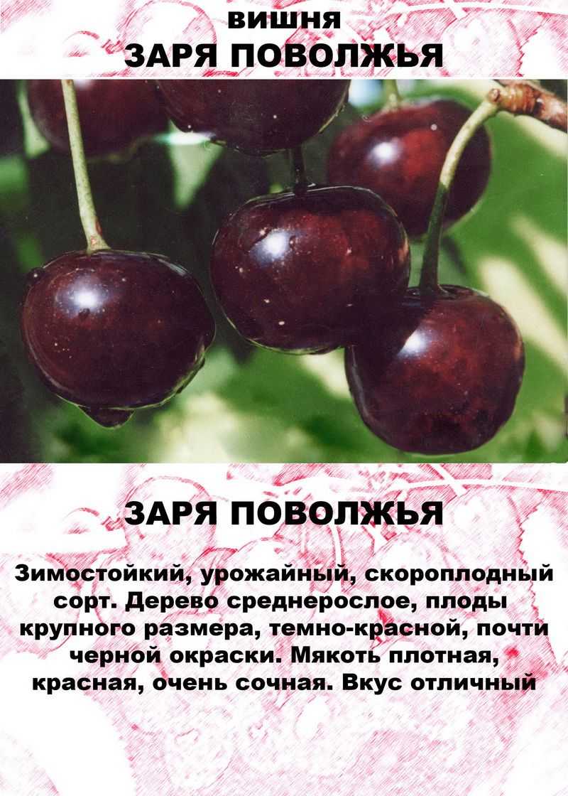 Маленькая вишня с большими возможностями — сорт тамарис