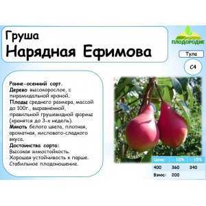 Сорт груши нарядная ефимова: описание, отзывы