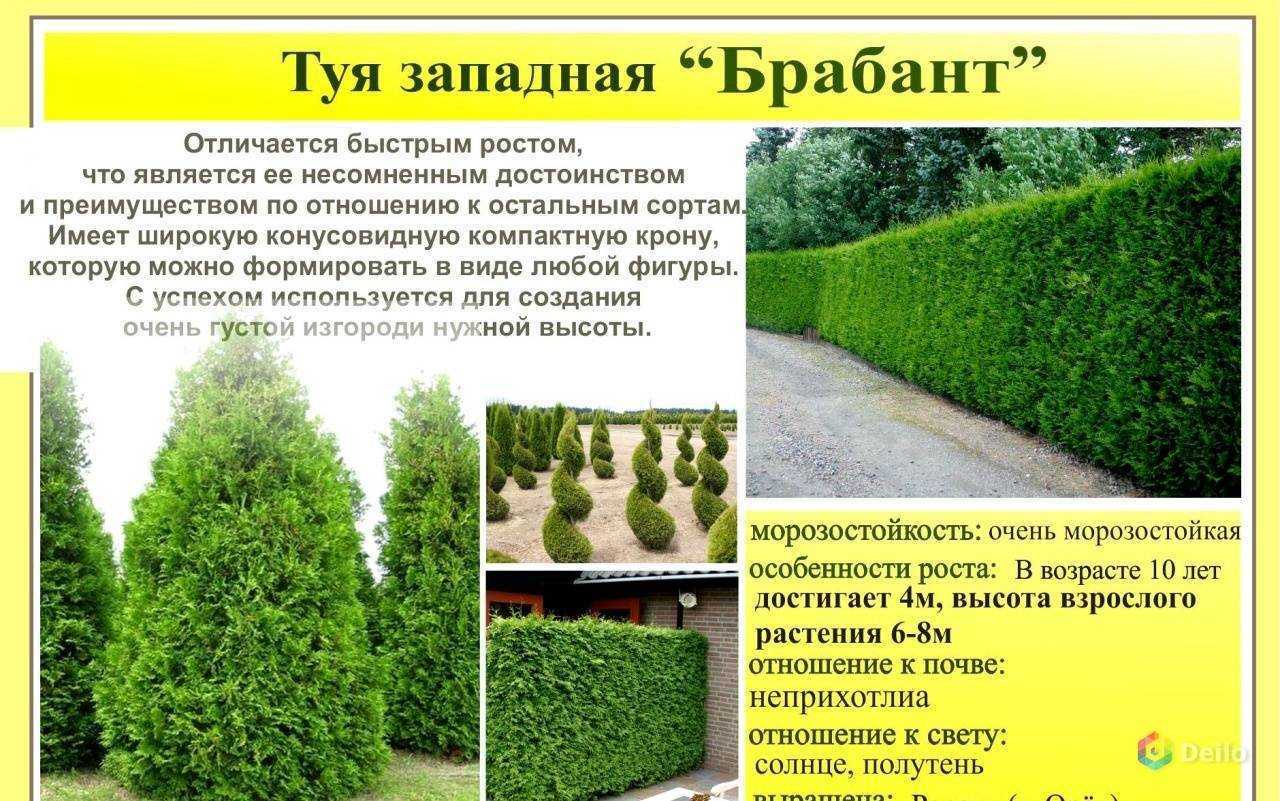 Туя западная Колумна: описание, применение Особенности посадки и ухода Правила и способы выращивания Подготовка к зимовке Болезни, вредители и способы борьбы с ними