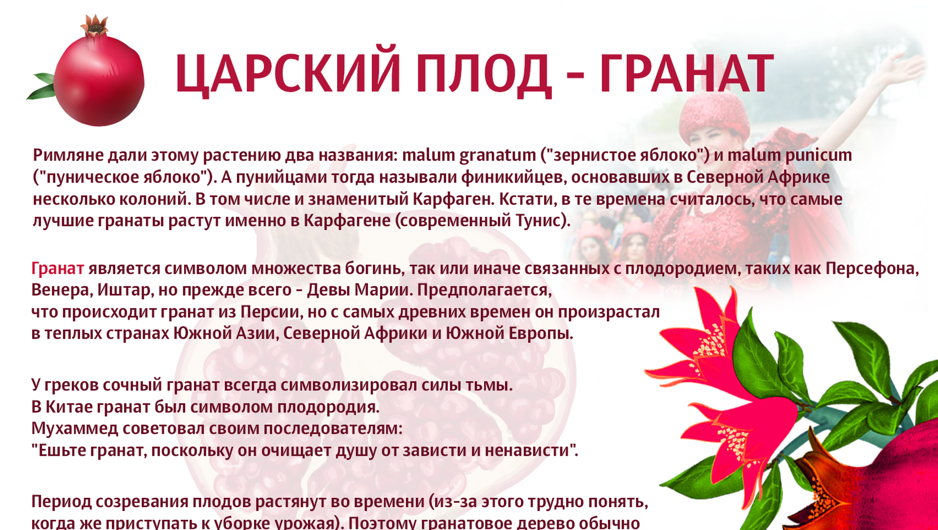 Гранатовые корки — ценное лекарство