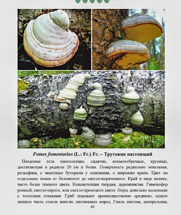 Гриб трутовик (polyporaceae): лечебные свойства, фото и описание