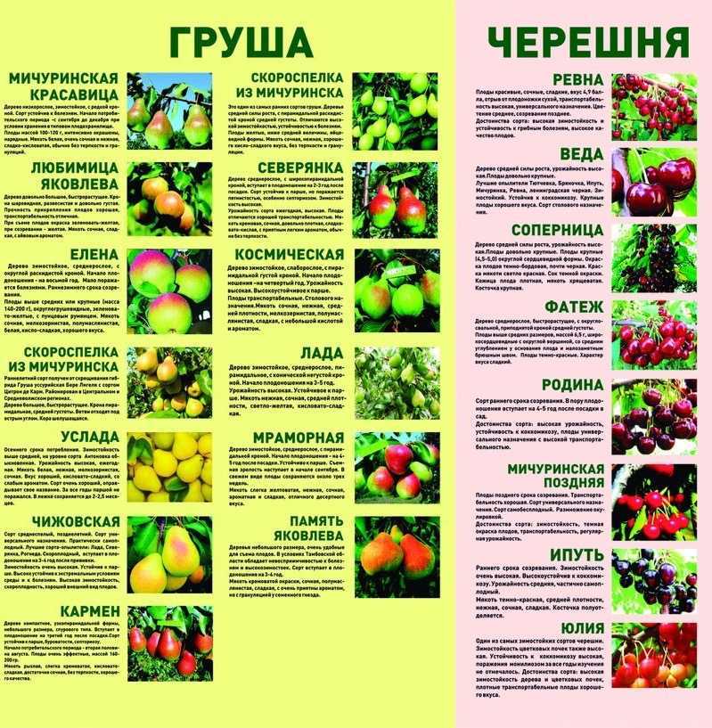 Описание сорта черешни регина — достоинства и недостатки, реальные отызвы