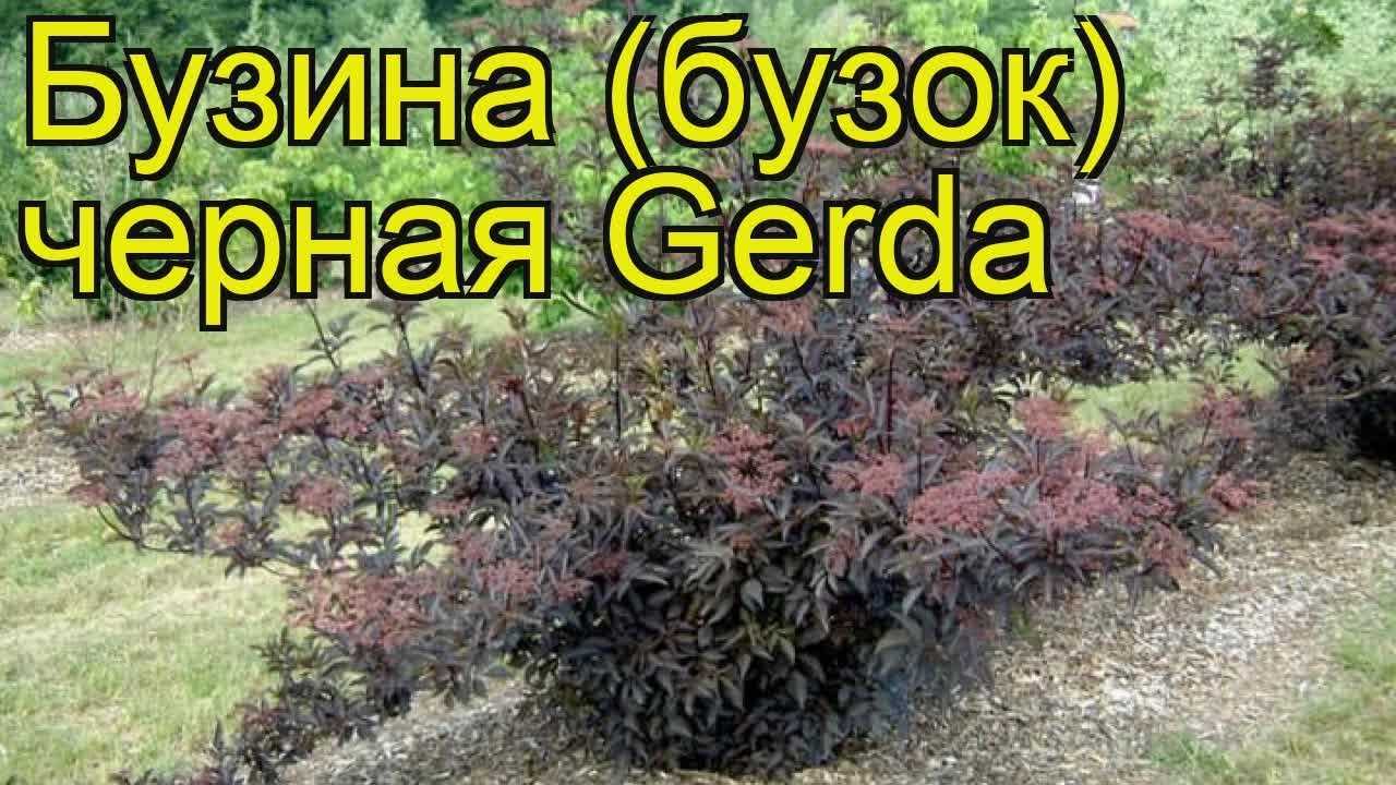 Описание сорта растения черная бузина блэк бьюти