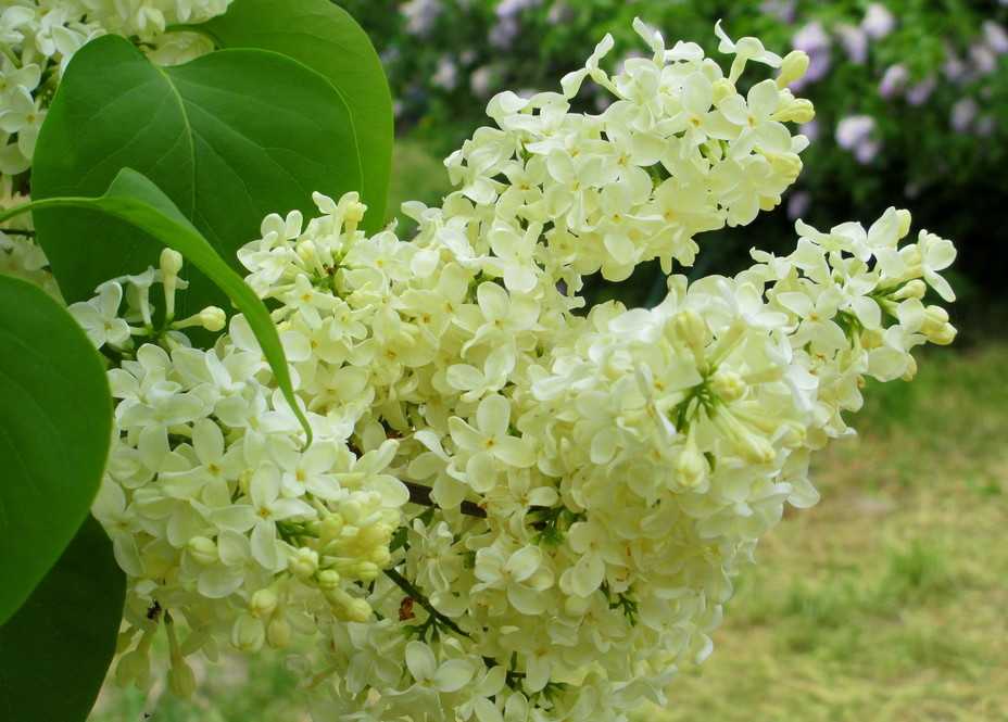 Желтая сирень примроуз (прайм роуз, primrose): фото и описание, отзывы