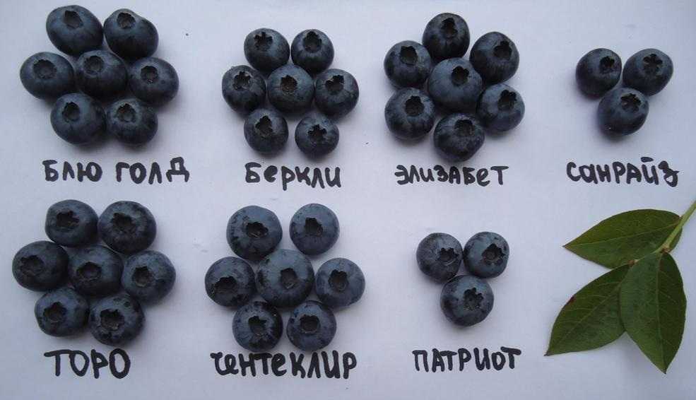Голубика садовая: выращивание и уход на дачном участке