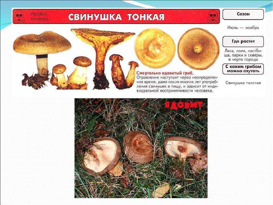 Грибы свинухи: +25 фото и описание, съедобные или нет и сколько варить?