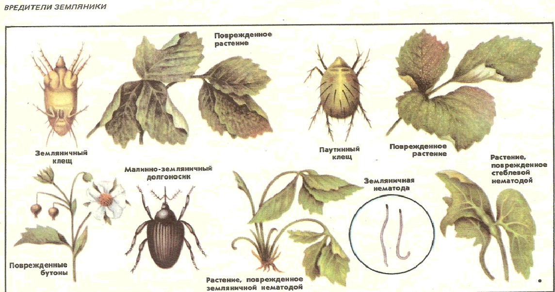 Хлороз листьев растений - причины и лечение. виды хлороза.