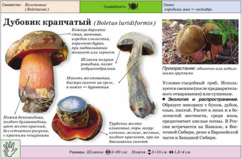 Гриб моховик - описание и фото, виды, ложные моховики